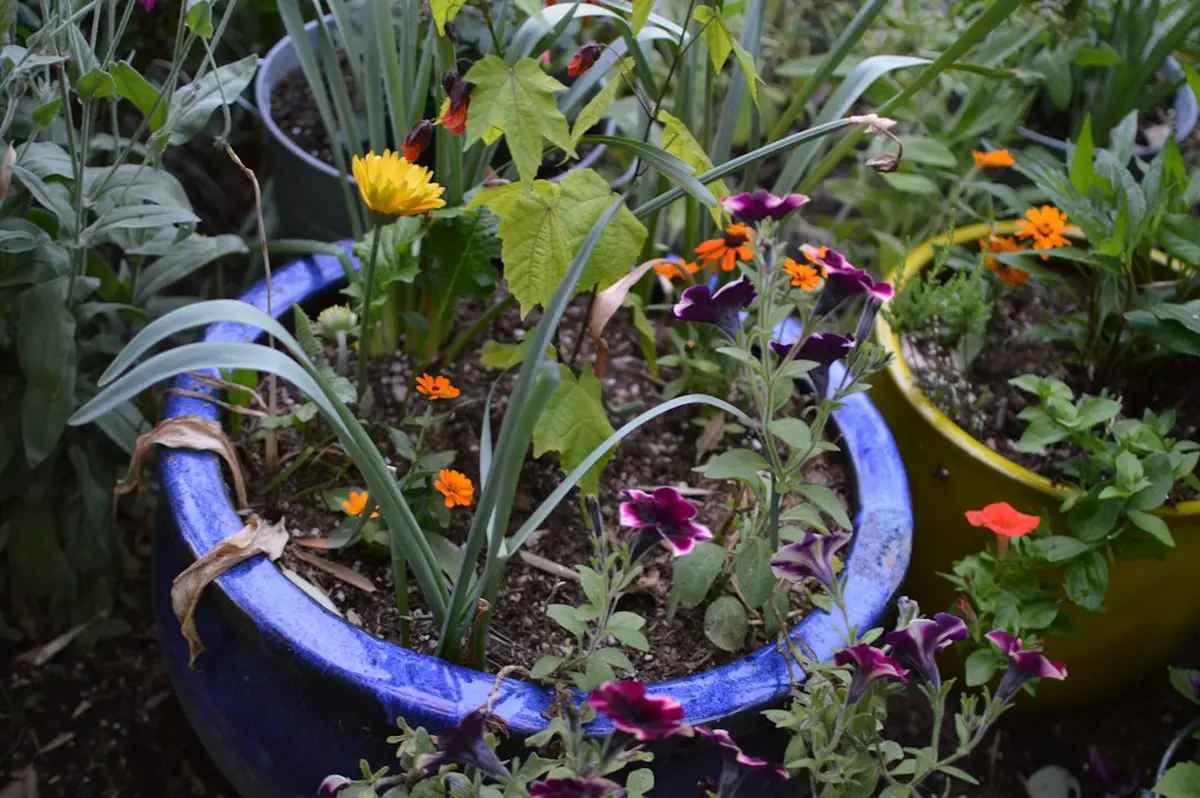 Vegetables That Don't Grow Well in Containers
