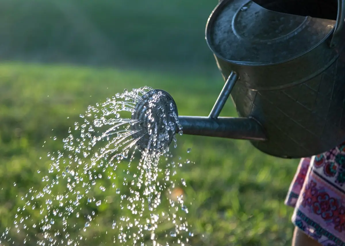 How Often to Water Container Vegetables