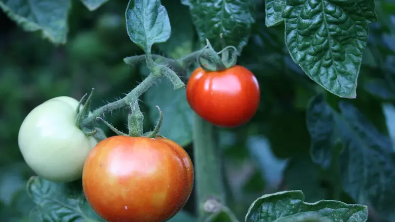 Determinate vs Indeterminate Tomatoes