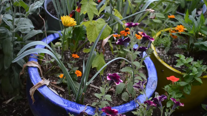 Vegetables That Don't Grow Well in Containers