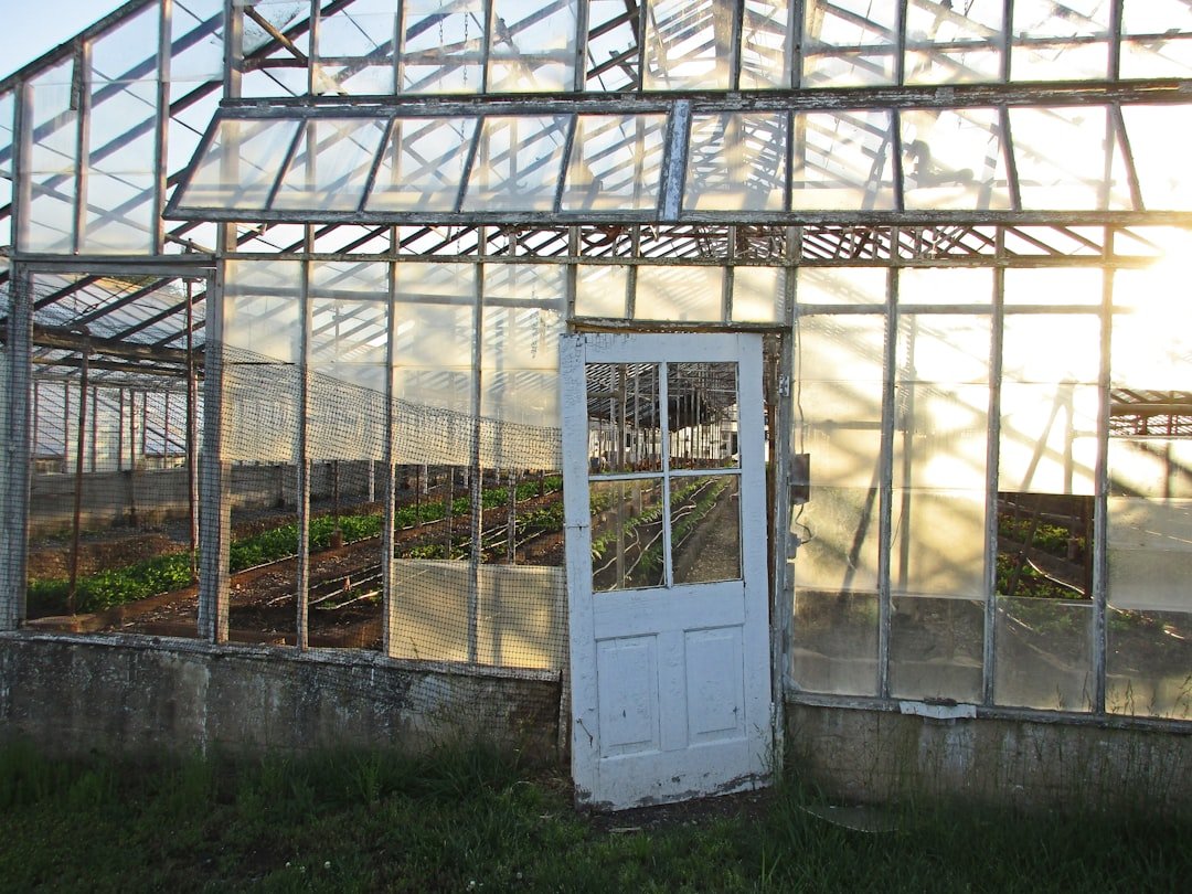 Cold frame with glass top angled toward the sun, containing thriving lettuce and spinach seedlings in early spring, with snow visible in the background