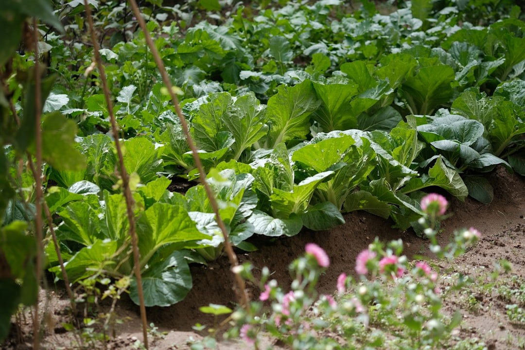 Healthy lettuce growing under shade cloth in mid-summer, with thick straw mulch and visible drip irrigation lines